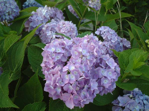 2002_0615_183327AA