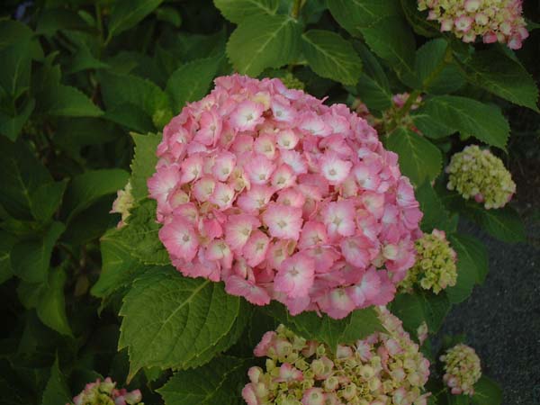 2002_0615_183535AA